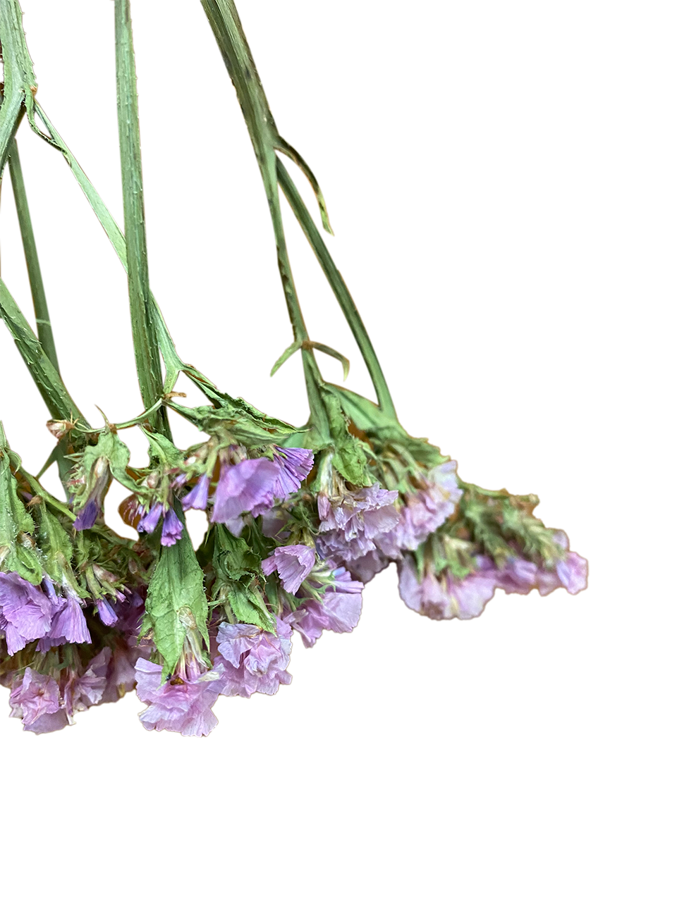 Several stalks of purple statis flowers are hanging upside down to dry.